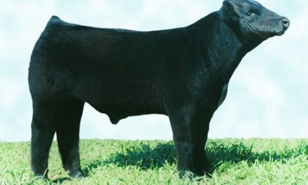 Maine Anjou Semen For Sale:  SB10-2925