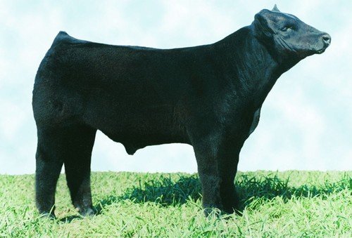 Maine Anjou Semen For Sale:  SB10-2925
