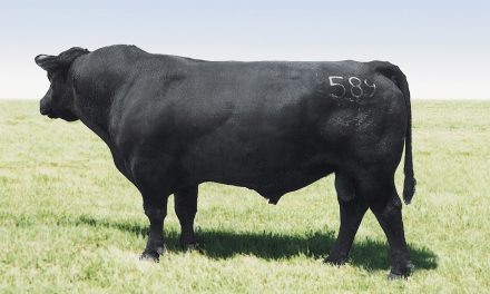 Angus Semen For Sale:  SB10-3418