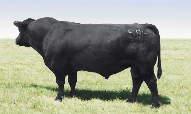 Angus Semen For Sale:  SB10-3915