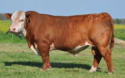 Hereford Semen For Sale:  SB10-2916