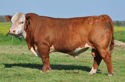Hereford Semen For Sale:  SB10-2916