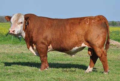 NJW 98S R117 Ribeye 88X ET