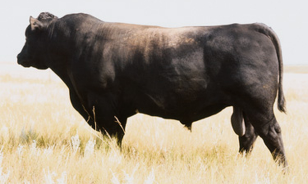 Angus Semen For Sale:  SB10-3071