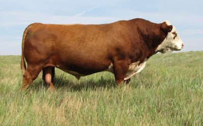 Hereford Semen For Sale:  SB10-2948
