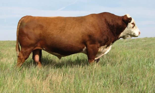 Hereford Semen For Sale:  SB10-2948