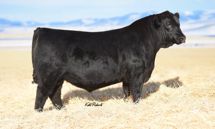 Angus Embryos For Sale:  SB10-2954