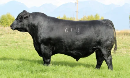 Angus Semen For Sale:  SB10-2921