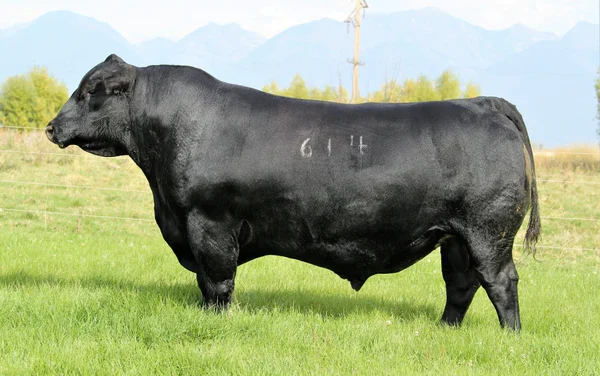 Angus Semen For Sale:  SB10-2921