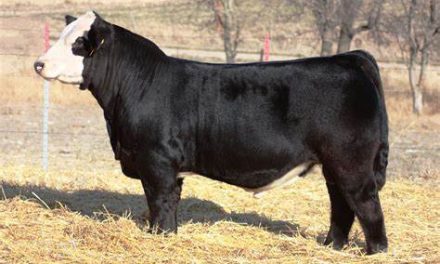 Simmental Sires For Sale:  SB10-2926