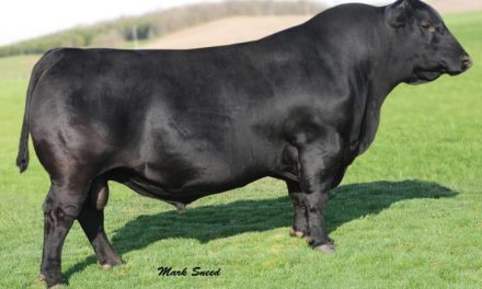 Angus Semen For Sale:  SB10-2920