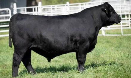 Angus Semen For Sale:  SB10-4558