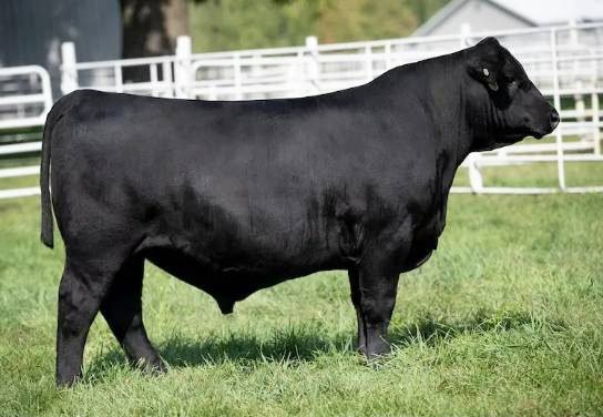 Angus Semen For Sale:  SB10-2988