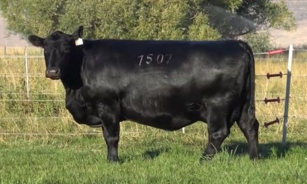 Angus Embryos For Sale: SB10-2999