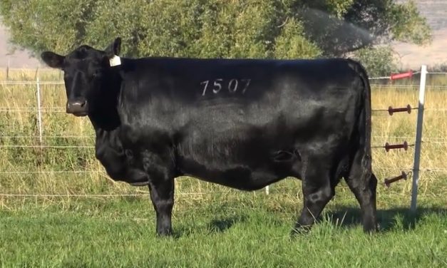 Angus Embryos For Sale: SB10-2999