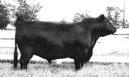 Angus Semen For Sale:  SB10-2989