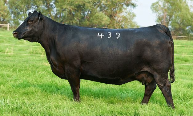 Angus Embryos For Sale:  SB10-2995