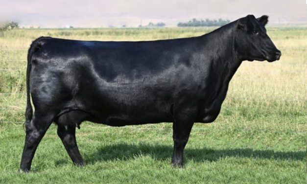 Angus Embryos For Sale:  SB10-2968