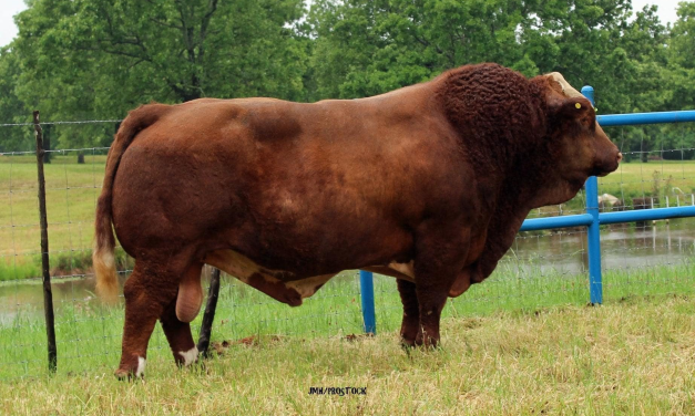 Fleckvieh Simmental Semen For Sale:  SB10-2963