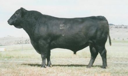 Angus Semen For Sale:  SB10-2981