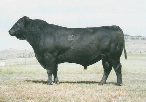 Angus Semen For Sale:  SB10-2981