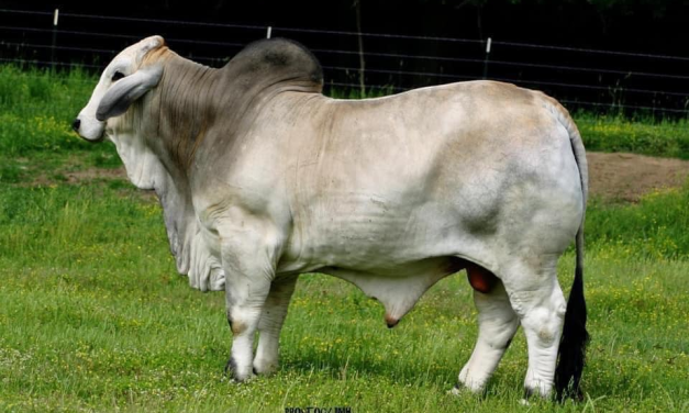 Brahman Semen For Sale:  SB10-2964