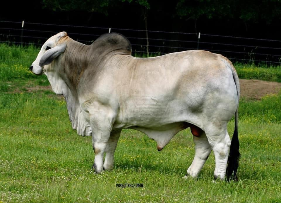 JDH Mr Mohawk Manso 1135