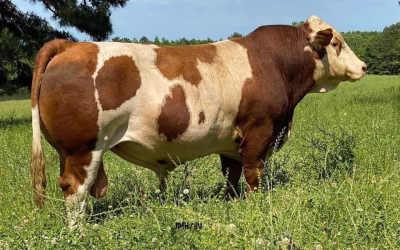 Fleckvieh Simmental For Sale:  SB10-2962