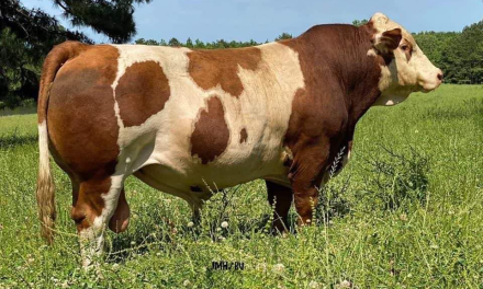 Fleckvieh Simmental For Sale:  SB10-2962