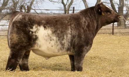 Shorthorn Semen For Sale:  SB10-2997