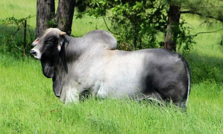 Brahman Semen For Sale:  SB10-2965