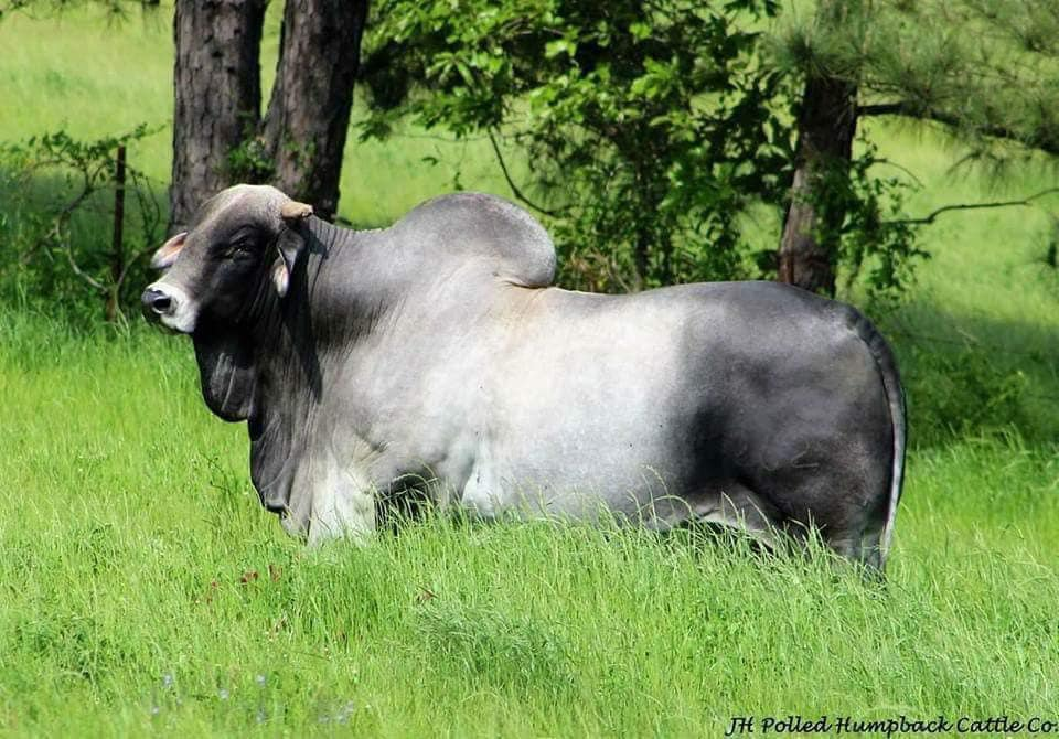 LMC Polled Legacy 2629 (S)