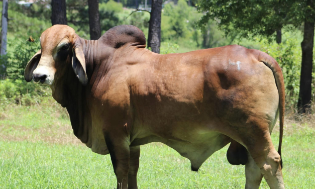 Brahman Semen For Sale:  SB10-2966