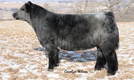 Club Calf Semen For Sale:  SB10-2996