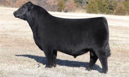 Angus Semen For Sale:  SB10-2987