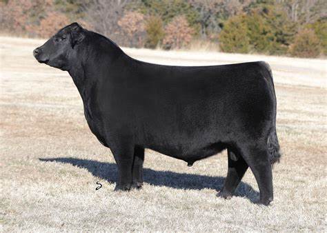 Angus Semen For Sale:  SB10-2987
