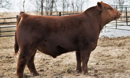 Simmental Semen For Sale:  SB10-2974