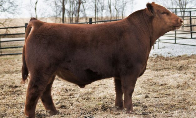 Simmental Semen For Sale:  SB10-2974