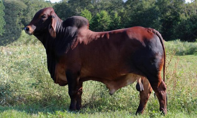 Brahman Semen For Sale:  SB10-2961