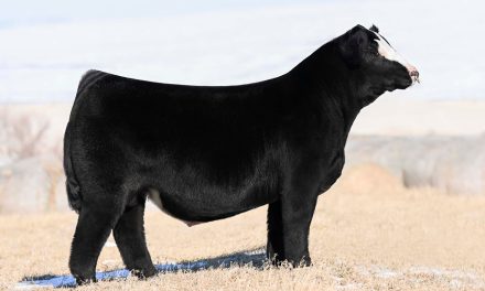Simmental Semen For Sale:  SB10-2933