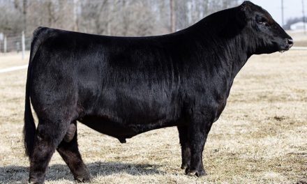 Simmental Embryos For Sale:  SB10-2987
