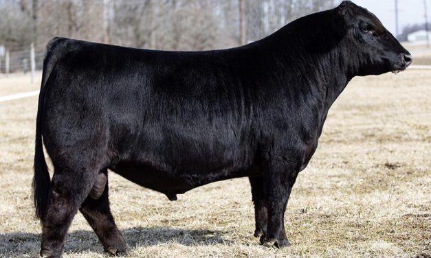 Simmental Embryos For Sale:  SB10-2987