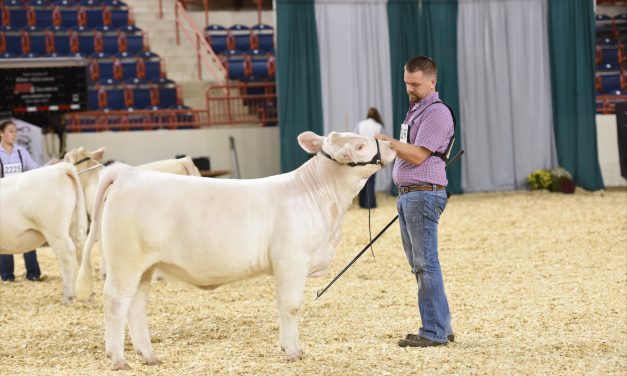 Charolais Embryos For Sale:  SB10-2972