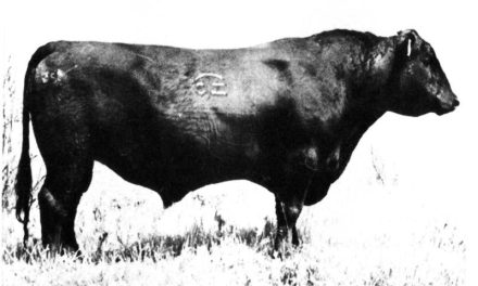 Angus Semen For Sale:  SB10-2971