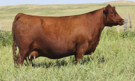 Red Angus Embryos For Sale:  SB10-2983