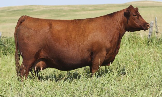 Red Angus Embryos For Sale:  SB10-2983