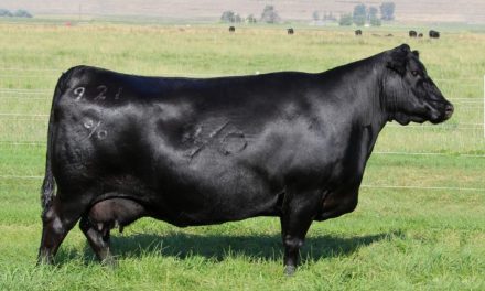 Angus Embryos For Sale:  SB10-3027