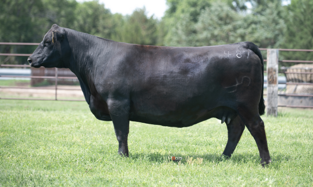 Angus Embryos For Sale:  SB10-2780