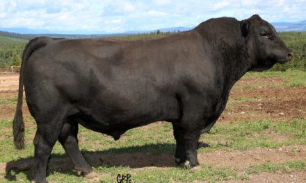Angus Semen For Sale:  SB10-3013
