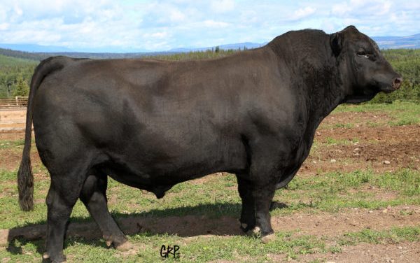 Angus Semen For Sale:  SB10-3013